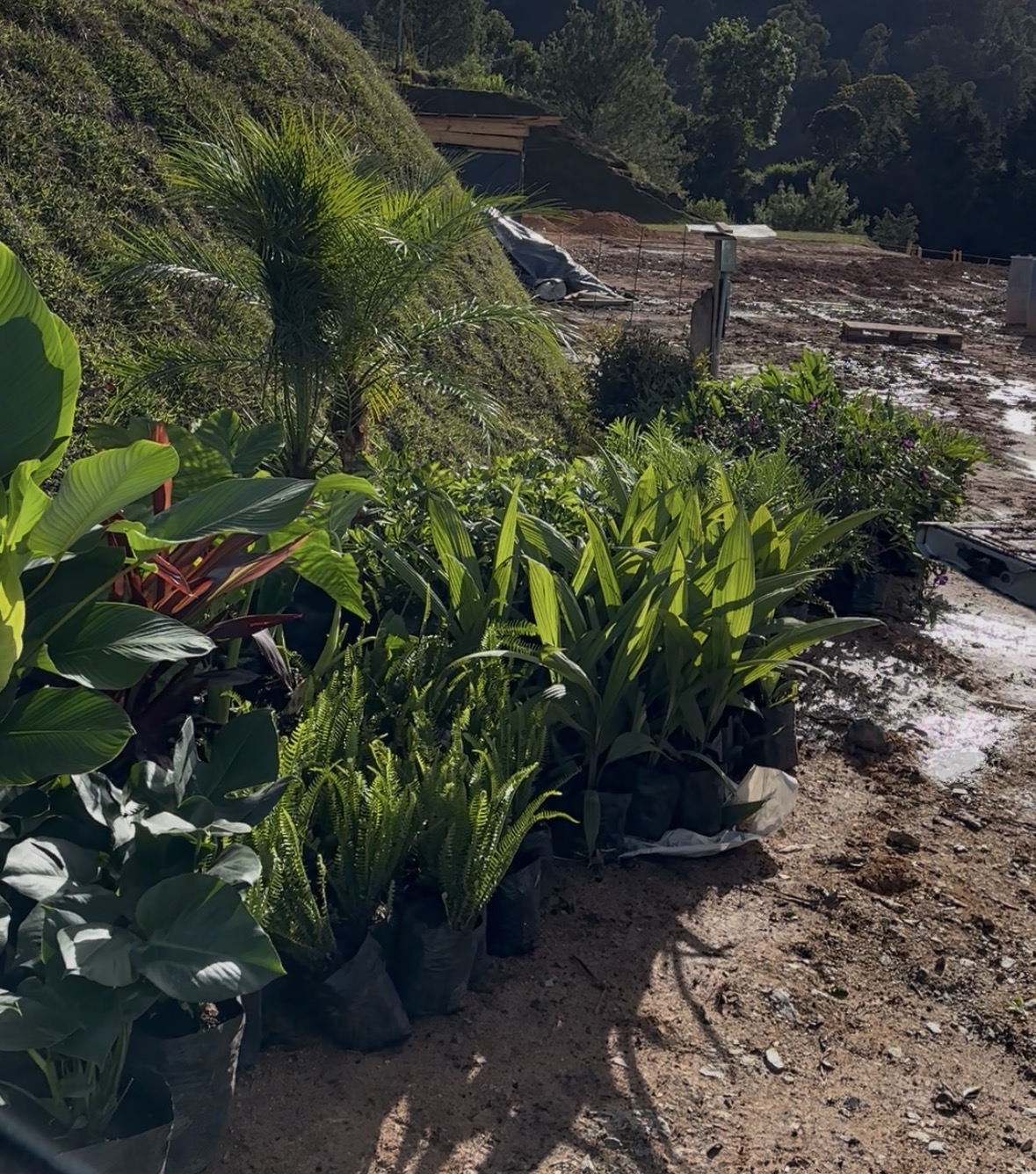 Suministro de material vegetal